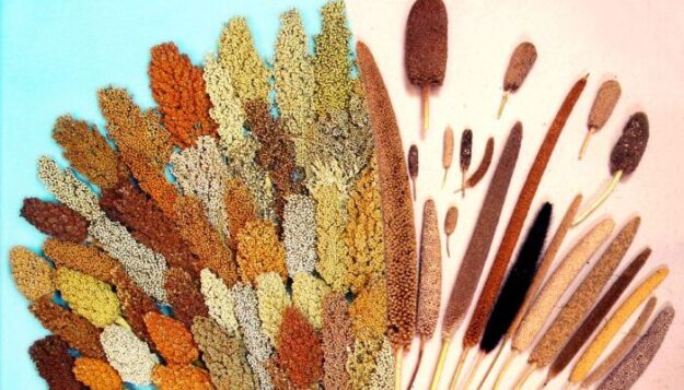 International-Year-of-Millets-2023-kick-starts-Read-the-focussed-activities-by-Centre-states-and-embassies-700×400