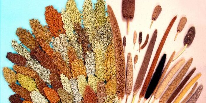 International-Year-of-Millets-2023-kick-starts-Read-the-focussed-activities-by-Centre-states-and-embassies-700×400