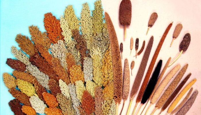 International-Year-of-Millets-2023-kick-starts-Read-the-focussed-activities-by-Centre-states-and-embassies-700×400